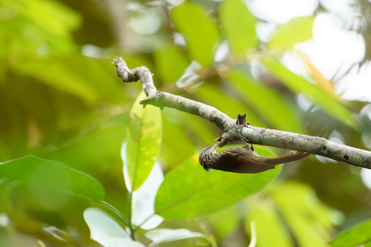 Streak-headed Woodcreeper - ML645932212