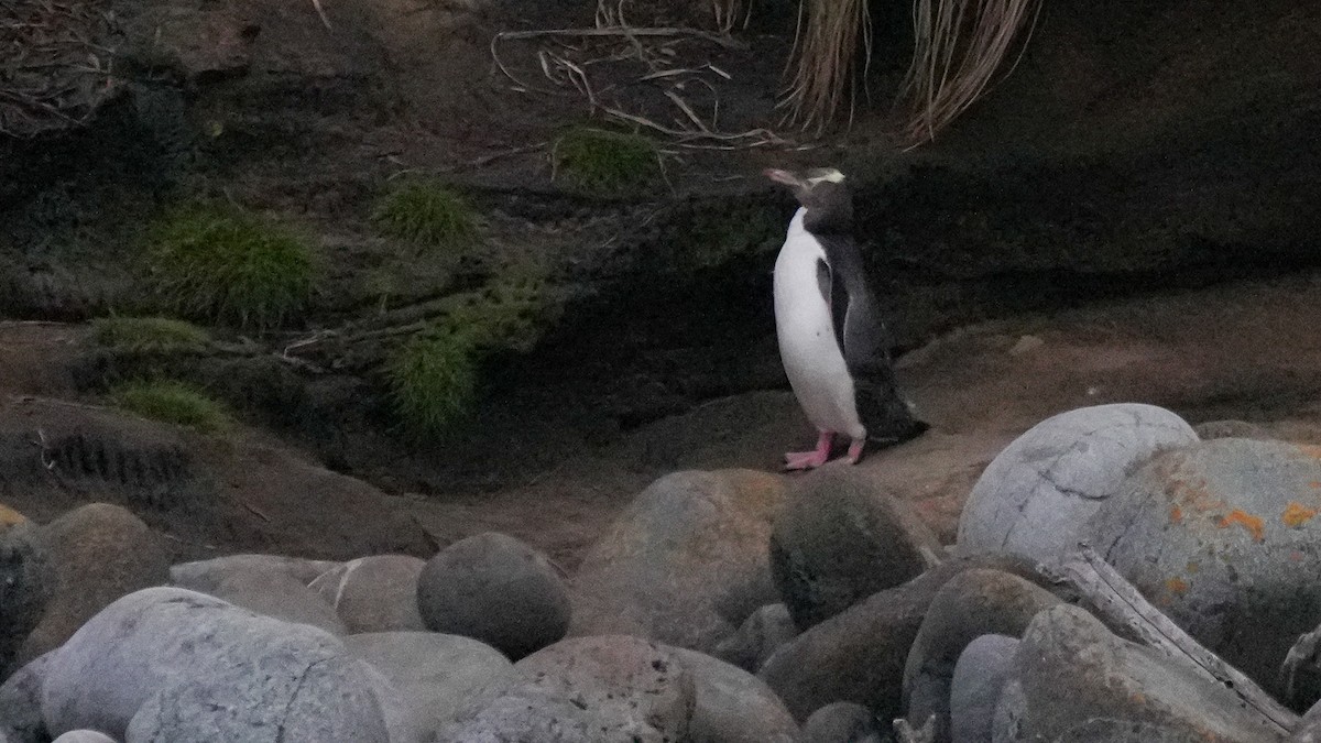 Пінгвін жовтоокий - ML645932213