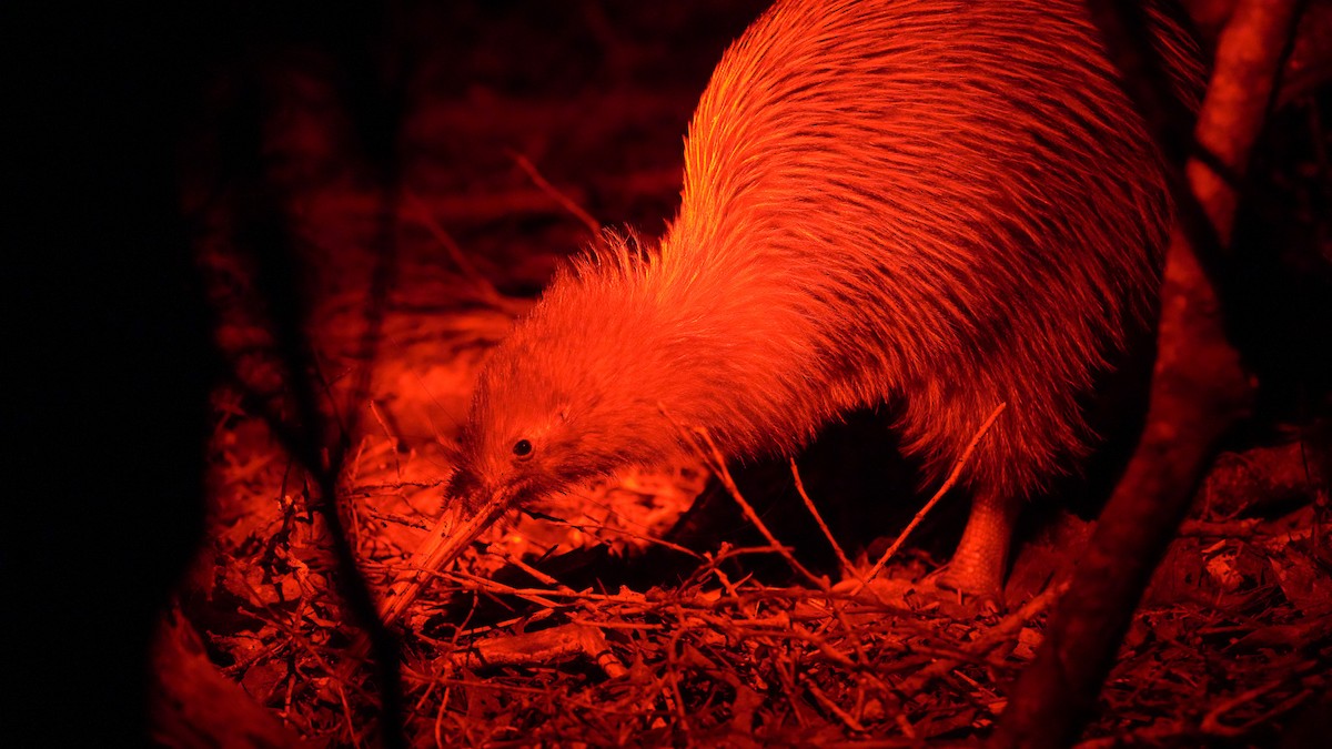 Ківі бурий (підвид lawryi) - ML645932217