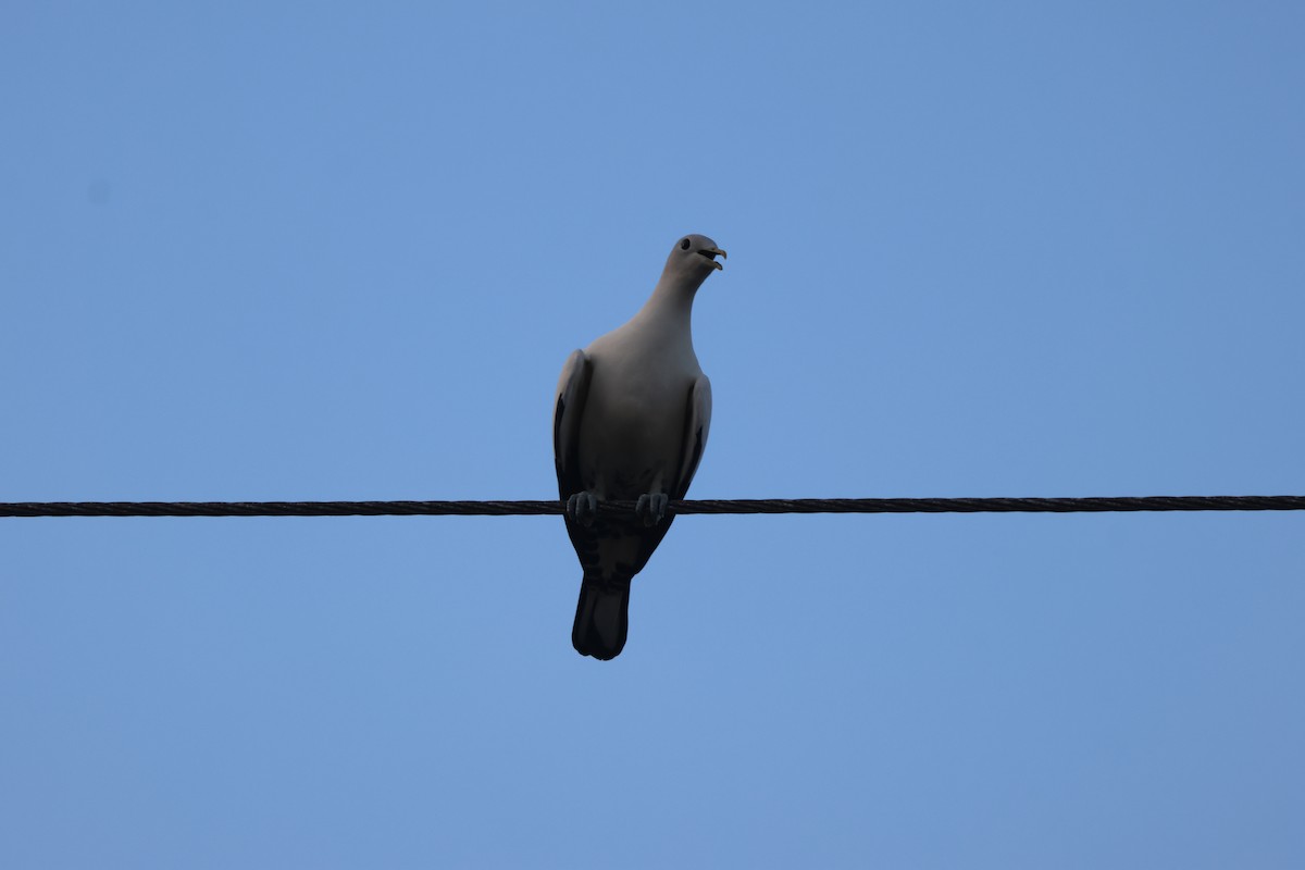 Torresian Imperial-Pigeon - ML645932230