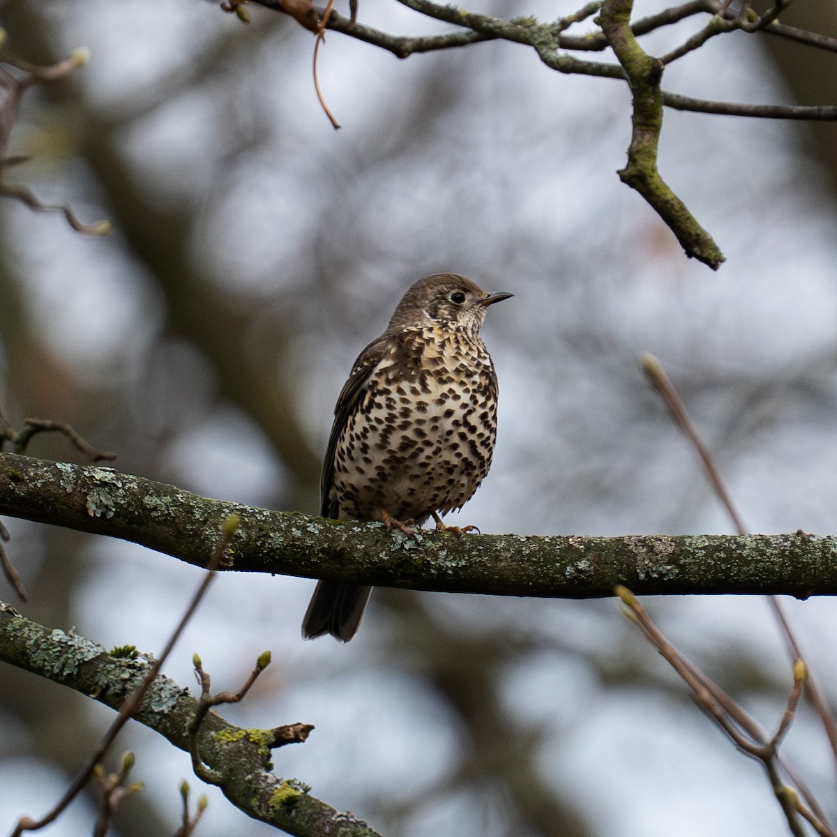 Grive draine - ML645932231