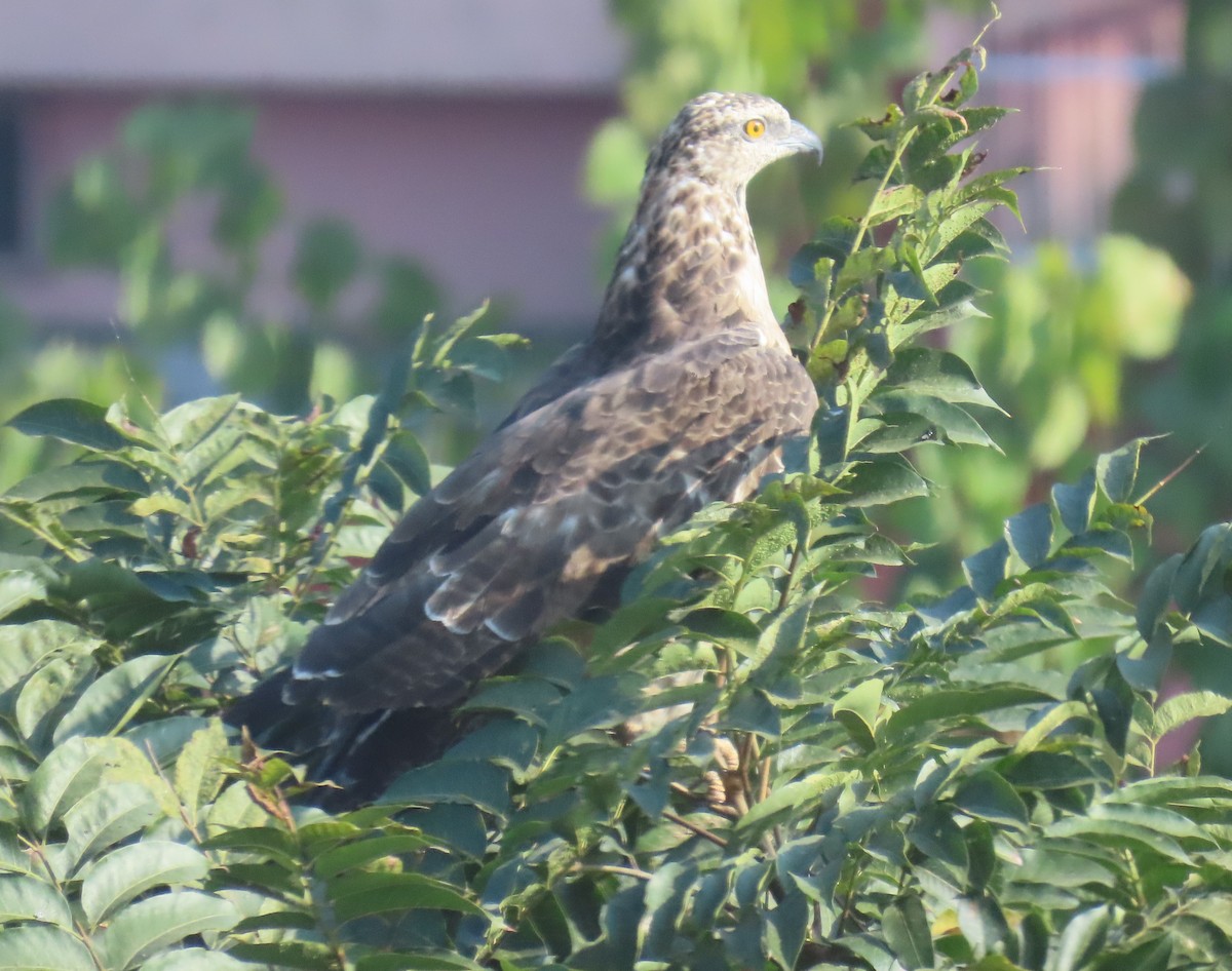 Oriental Honey-buzzard - ML645932235