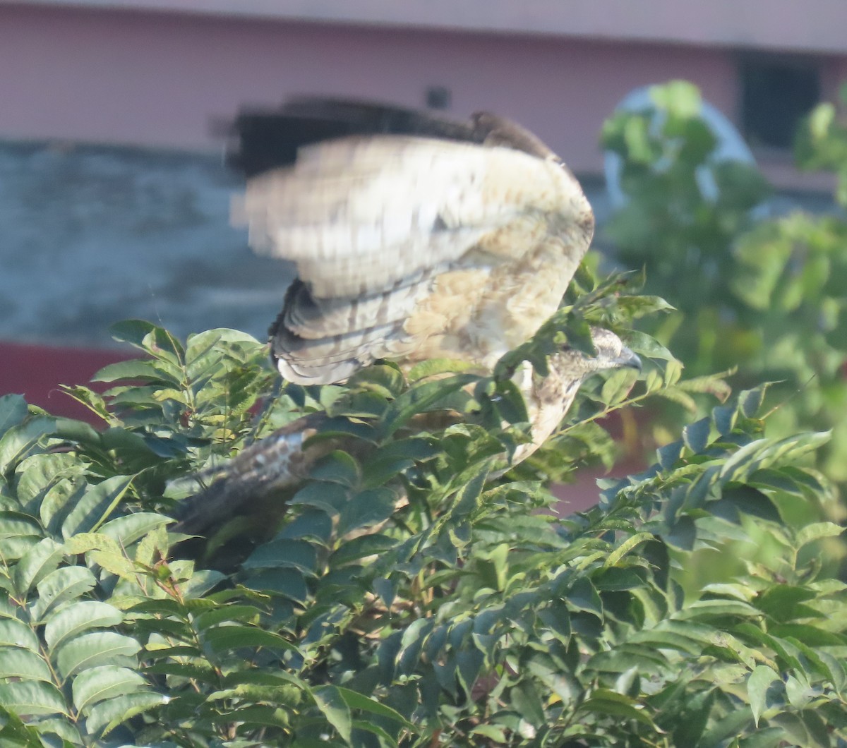 Oriental Honey-buzzard - ML645932236