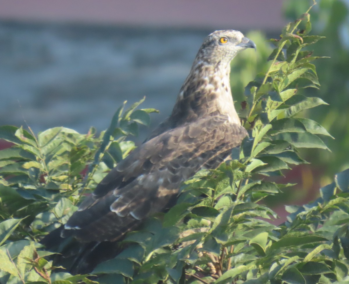 Oriental Honey-buzzard - ML645932237