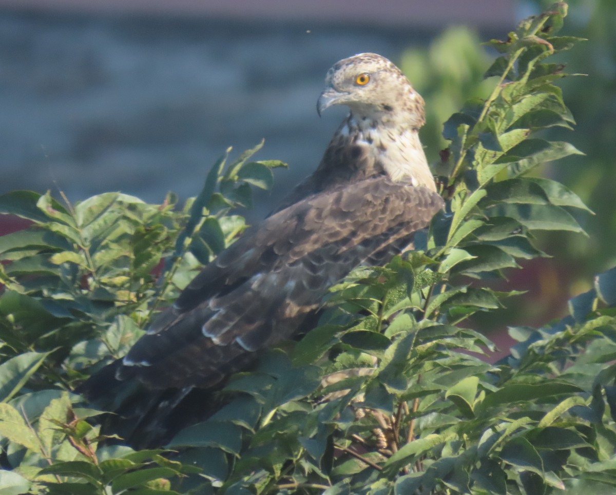 Oriental Honey-buzzard - ML645932238