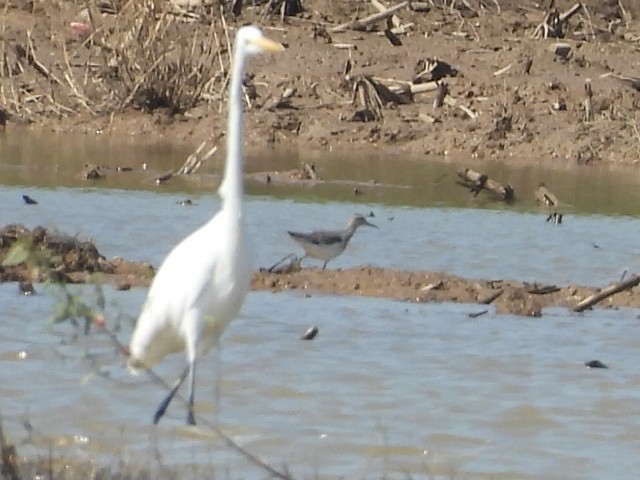 vodouš bahenní - ML645932243