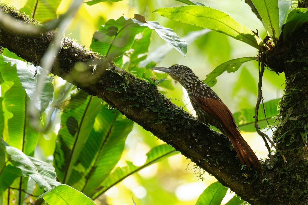 Black-striped Woodcreeper - ML645932244