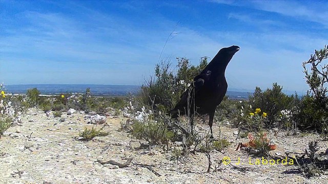 Common Raven - ML645932245