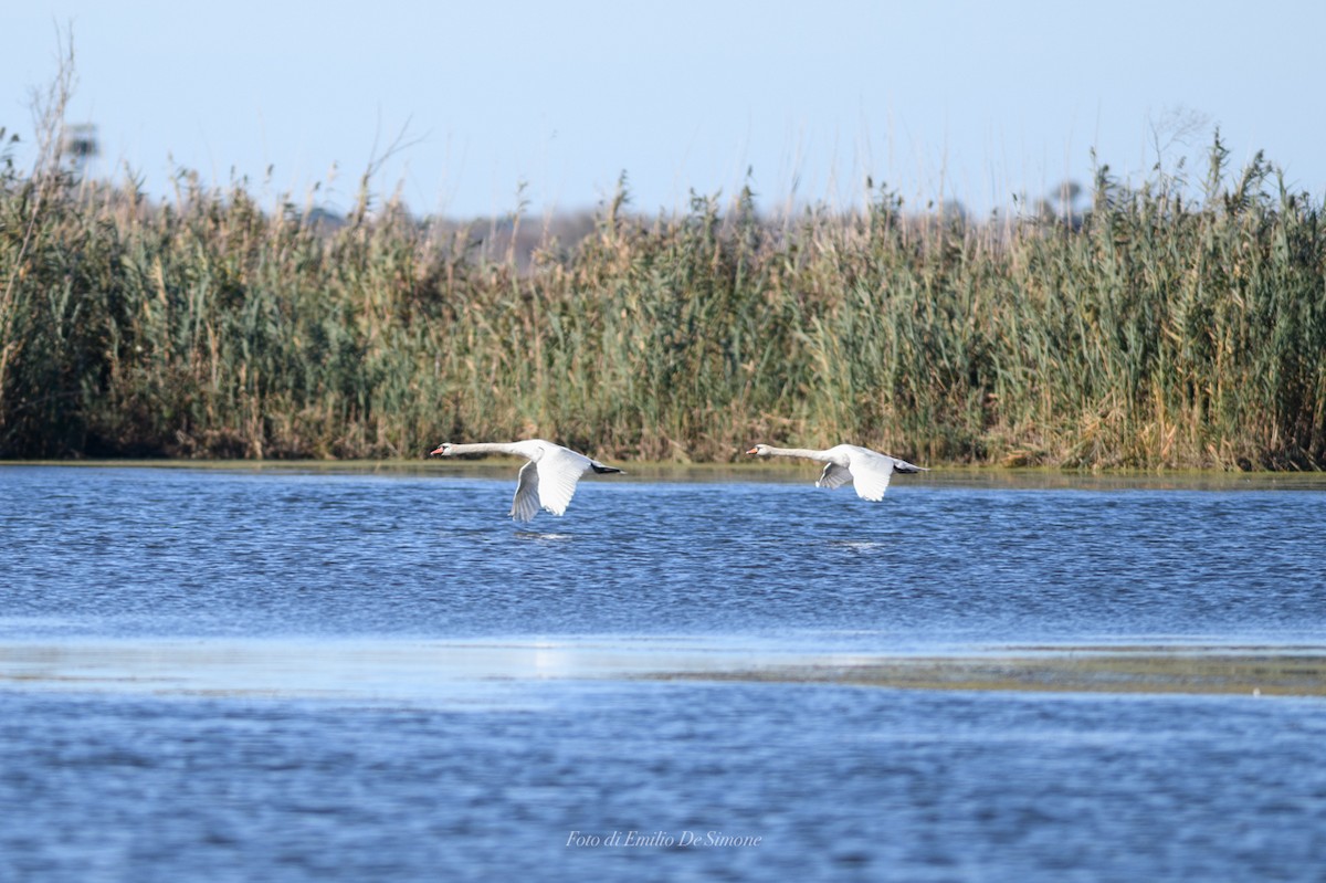 Mute Swan - ML645932249