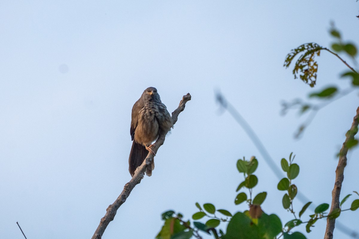 Кратеропа попеляста - ML645932251