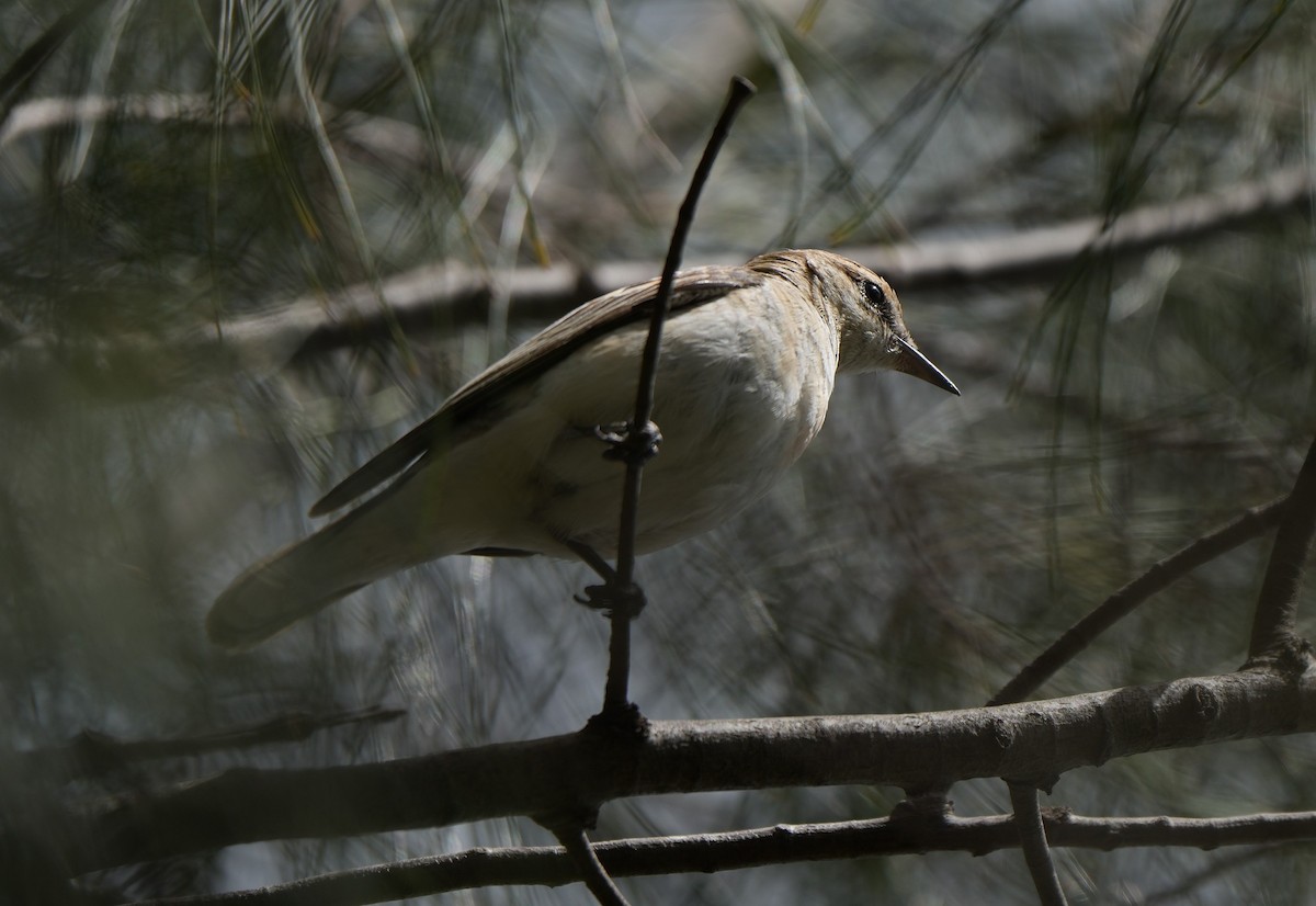 Оругеро австралійський - ML645932252