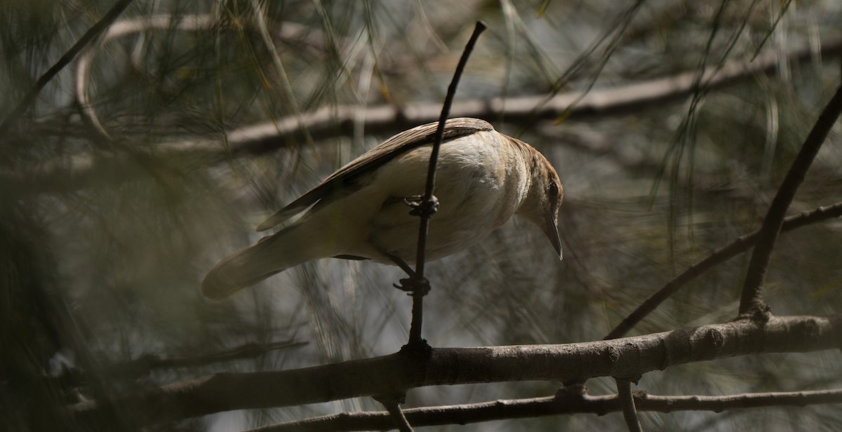 Оругеро австралійський - ML645932253