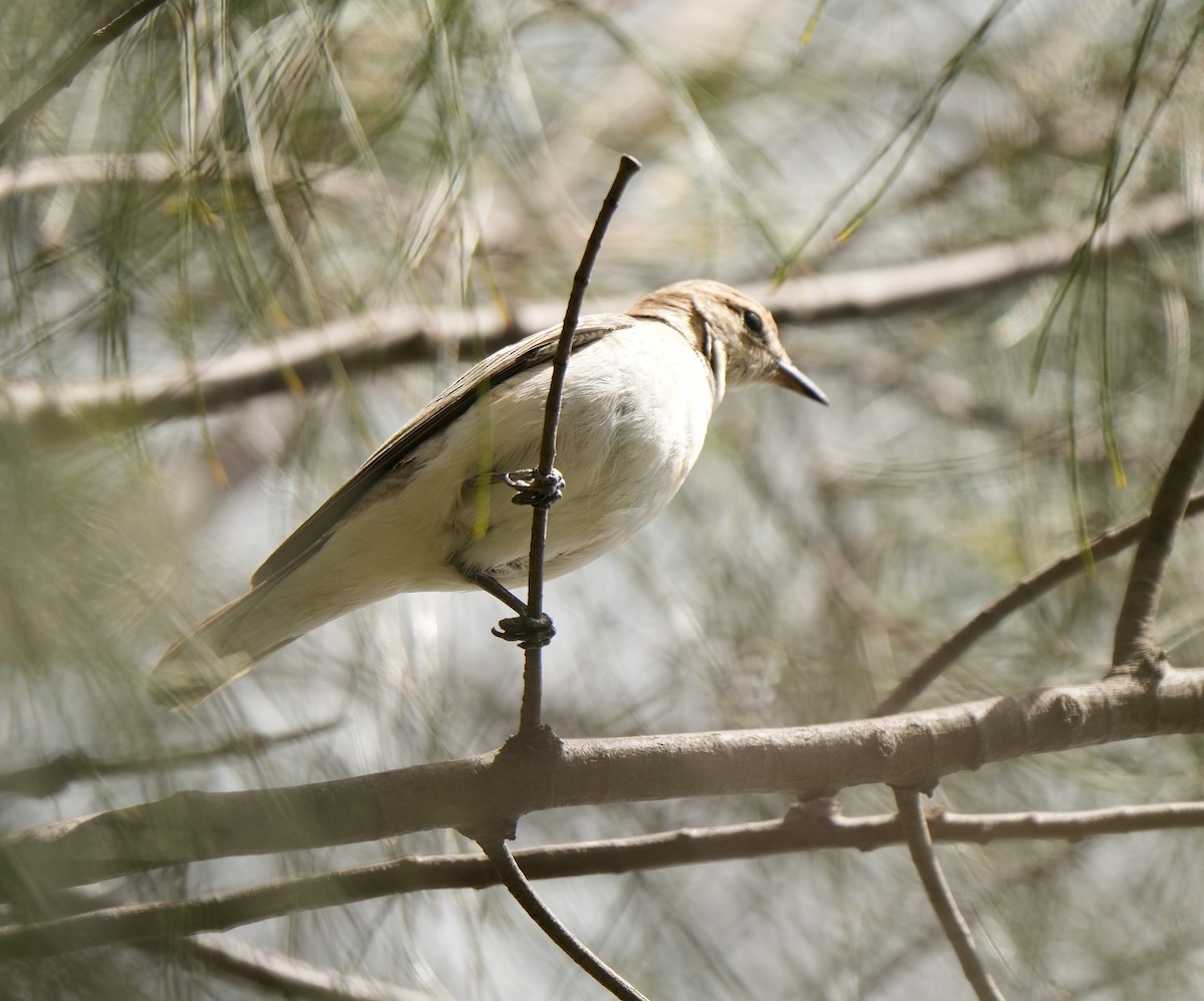 Оругеро австралійський - ML645932254