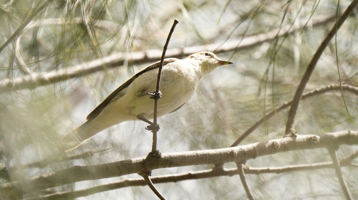 Оругеро австралійський - ML645932255