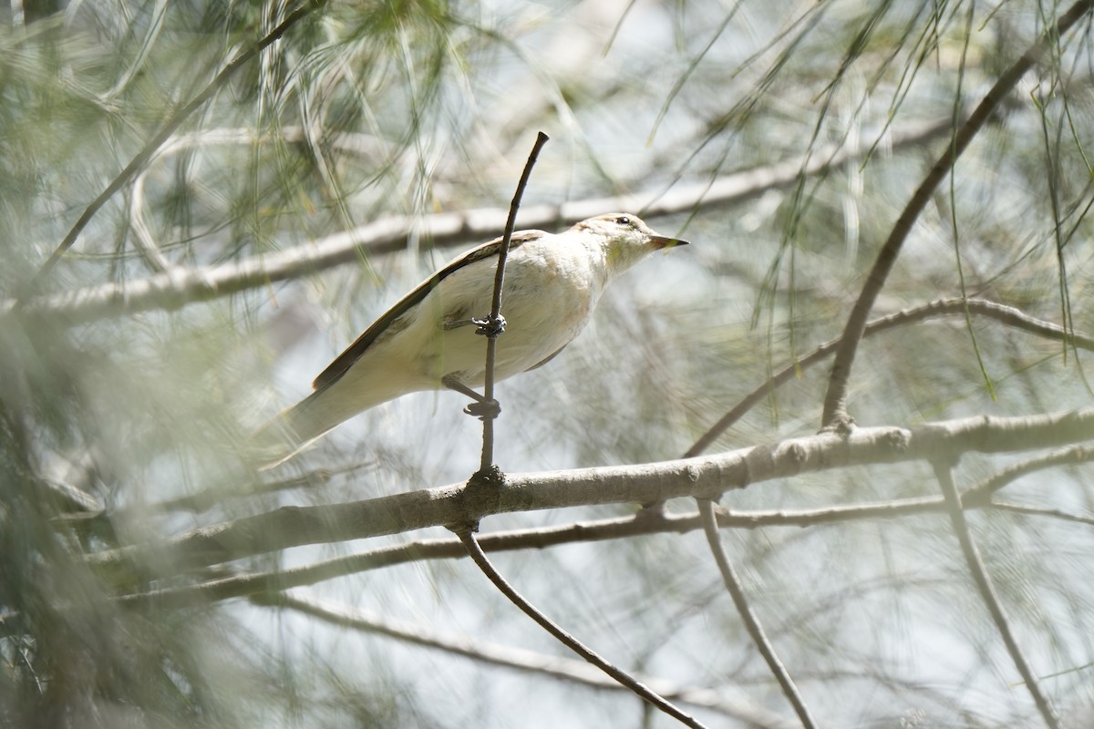 Оругеро австралійський - ML645932256