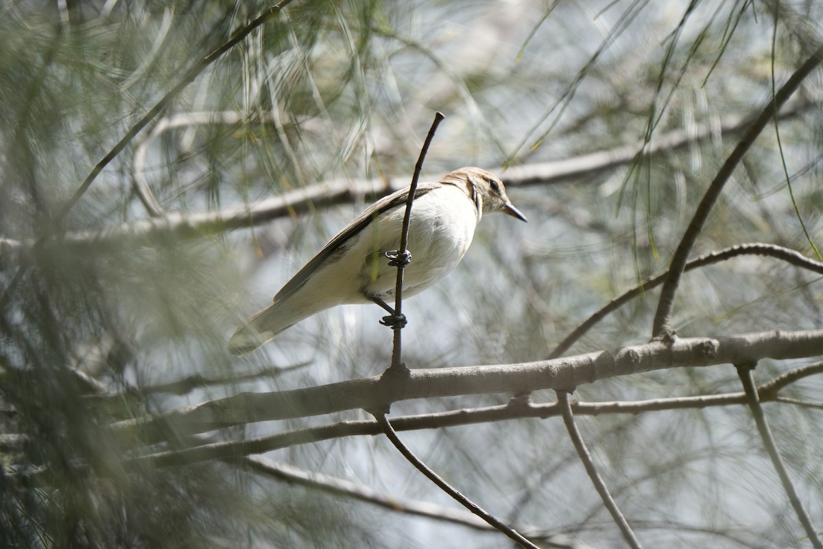 Оругеро австралійський - ML645932257