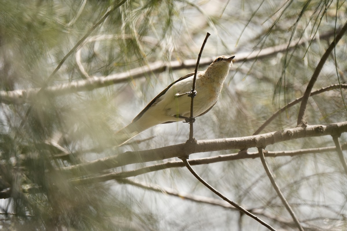 Оругеро австралійський - ML645932258