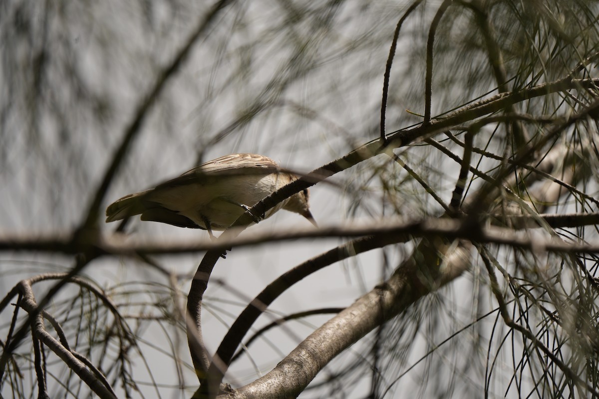 Оругеро австралійський - ML645932259