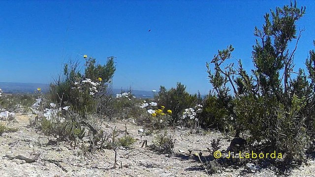 Посмітюха короткопала - ML645932261