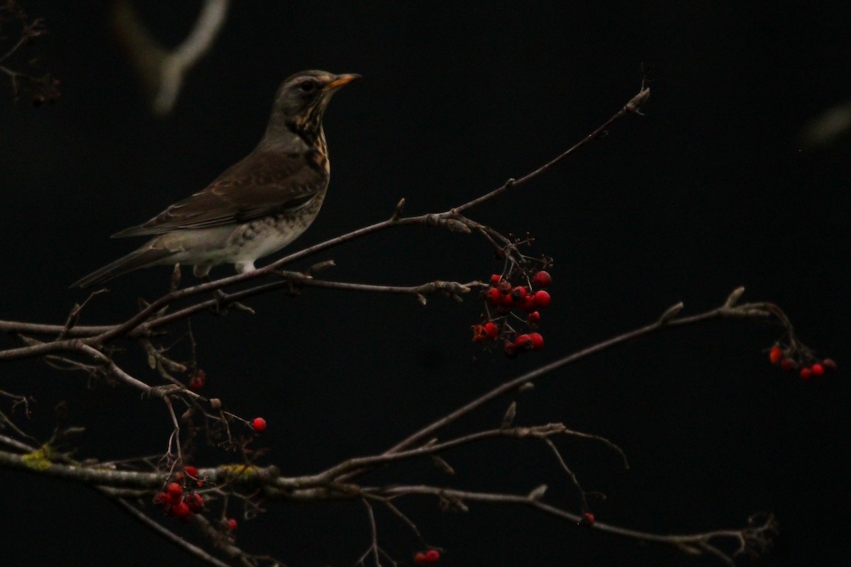 Чикотень - ML645932262