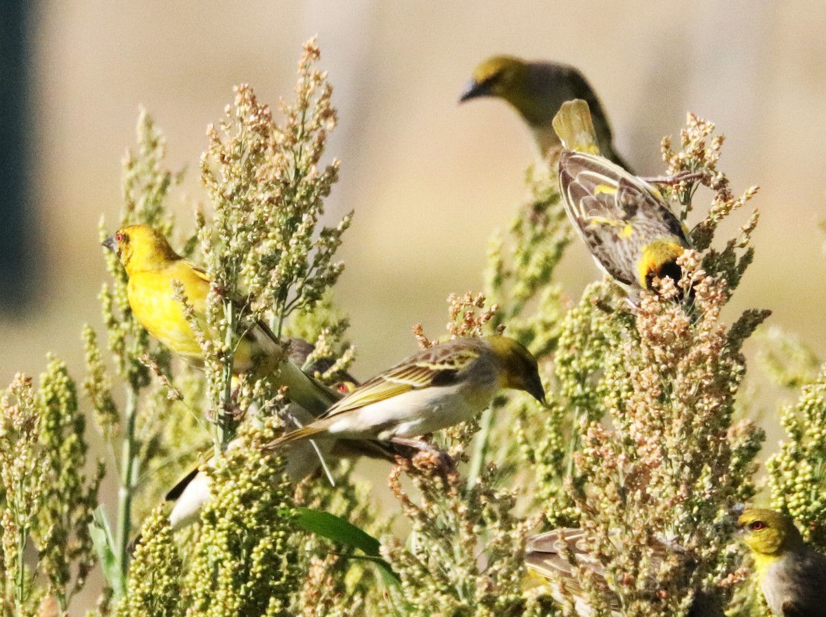 Ткачик великий - ML645932263