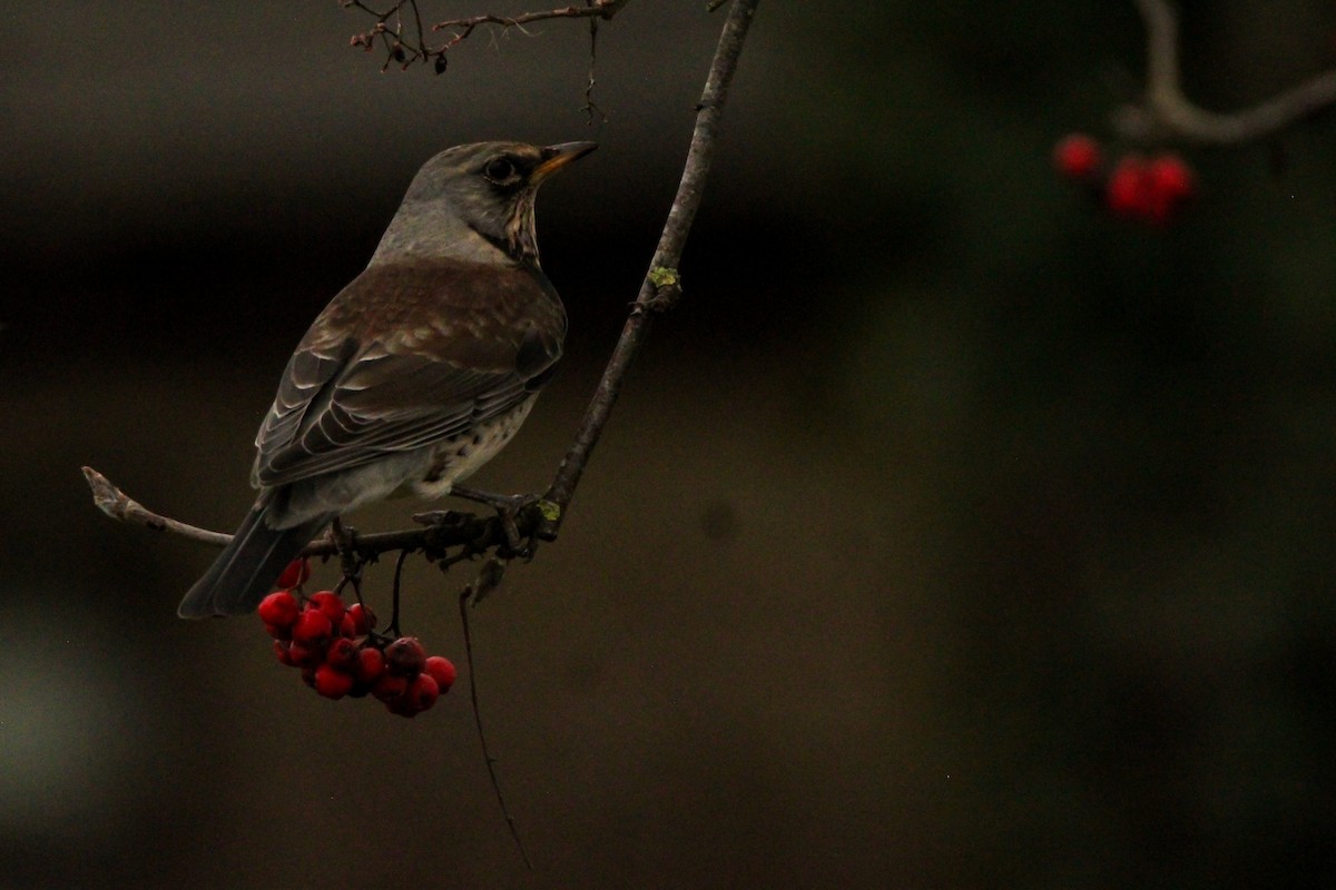 Чикотень - ML645932264
