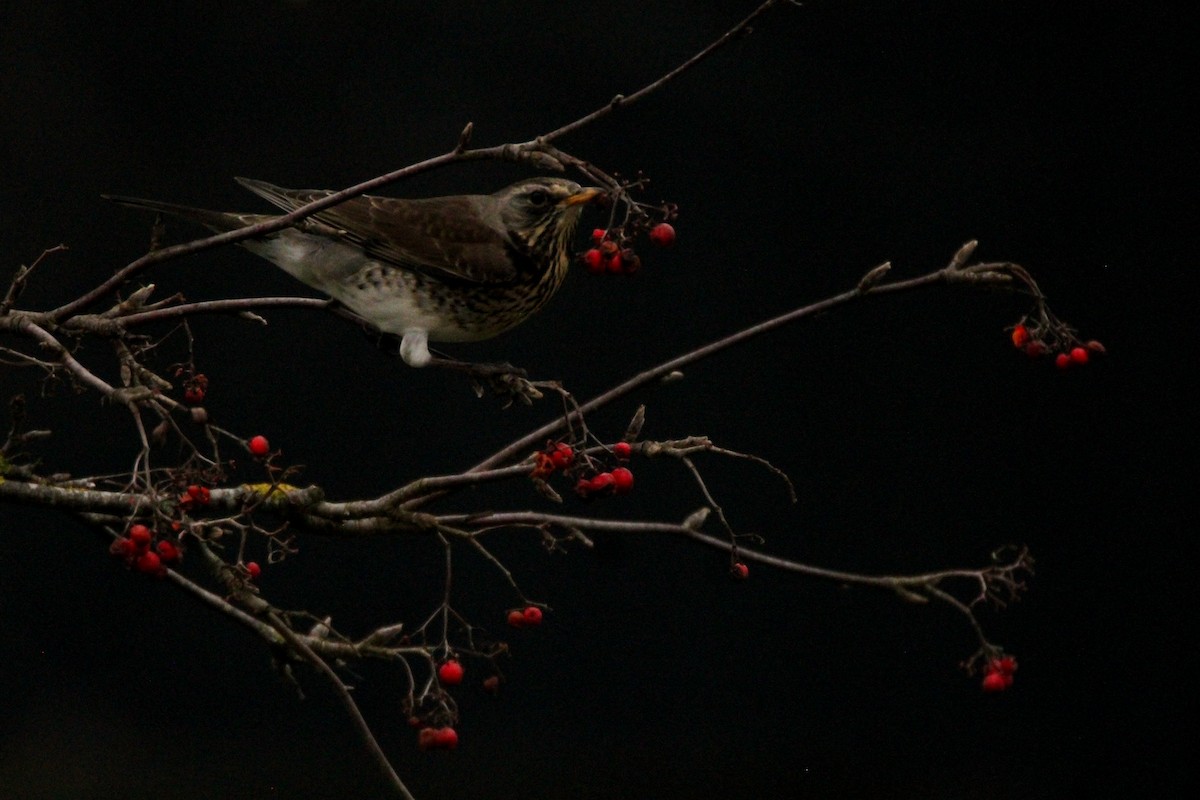 Чикотень - ML645932265