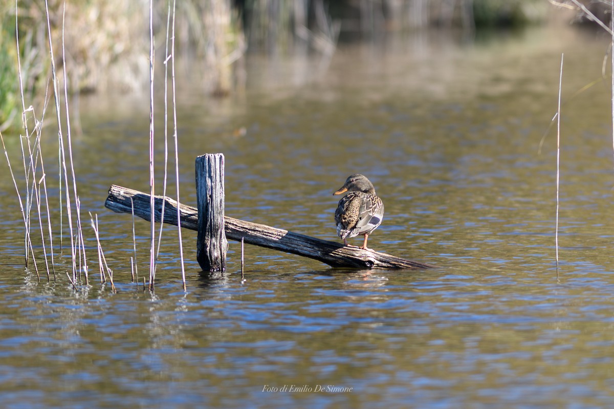 Крижень звичайний - ML645932266