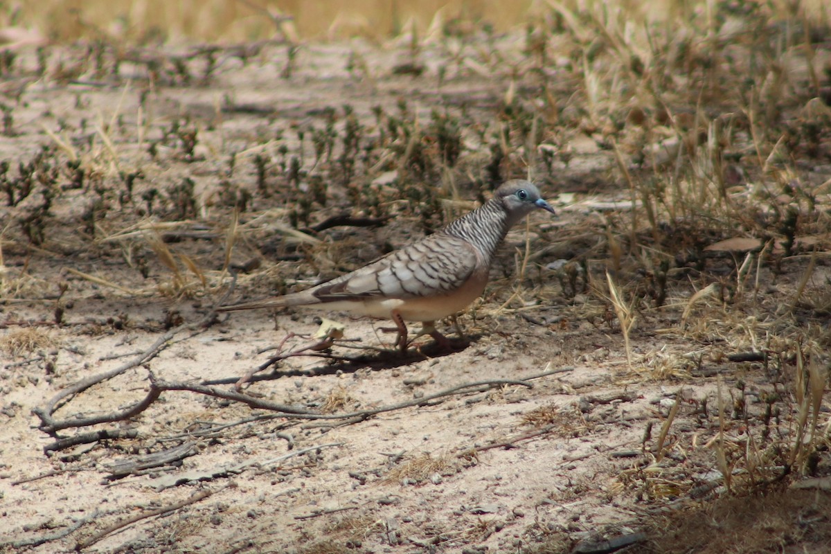 Горлиця австралійська - ML645932267