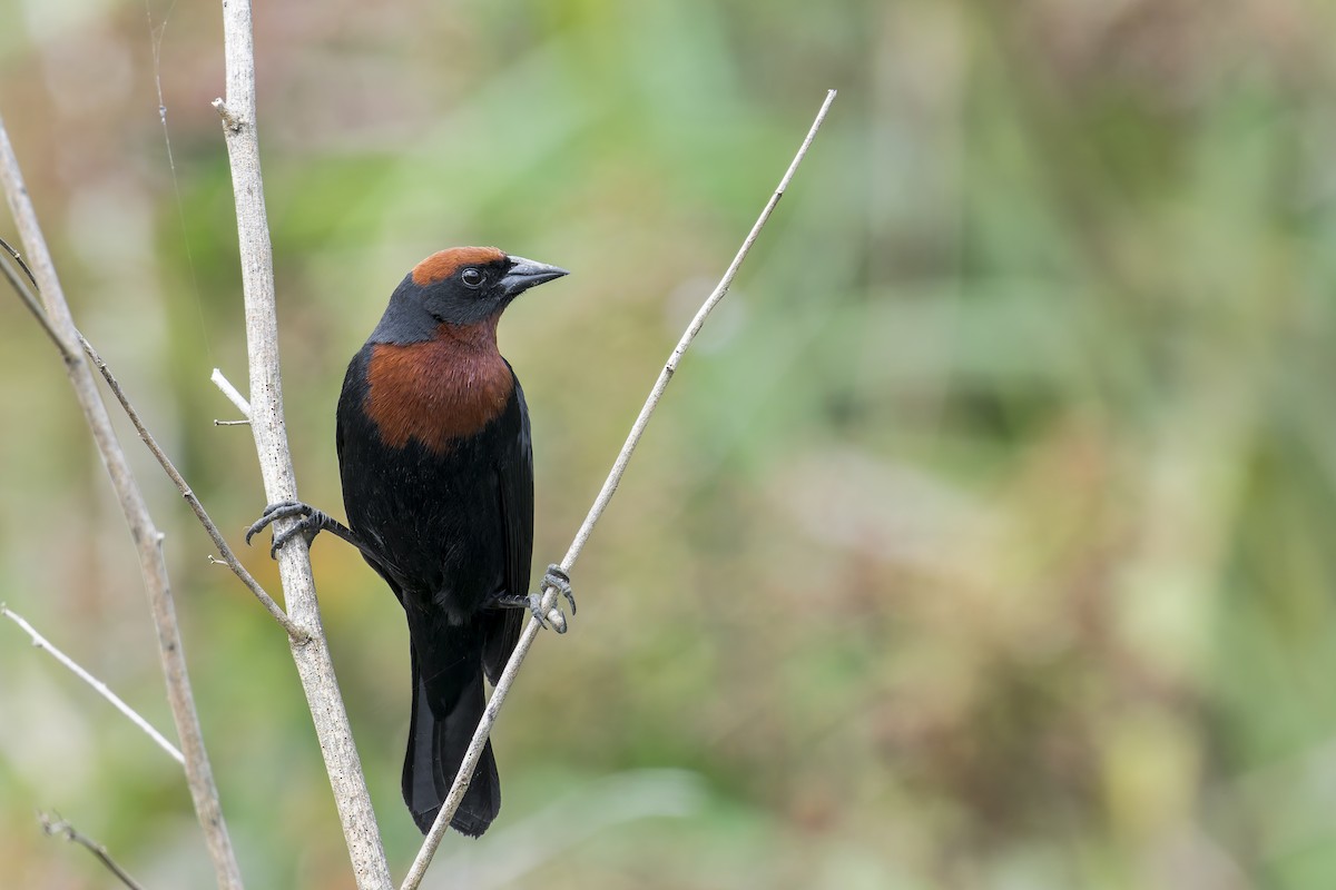 Каруг рудоголовий - ML645932270