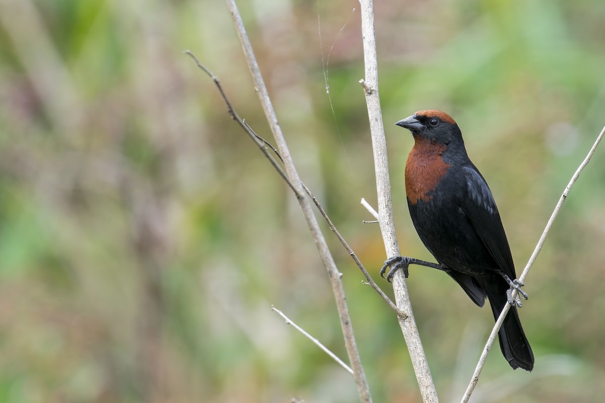 Каруг рудоголовий - ML645932271