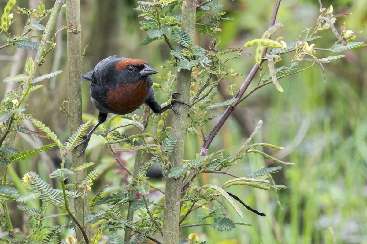 Каруг рудоголовий - ML645932272