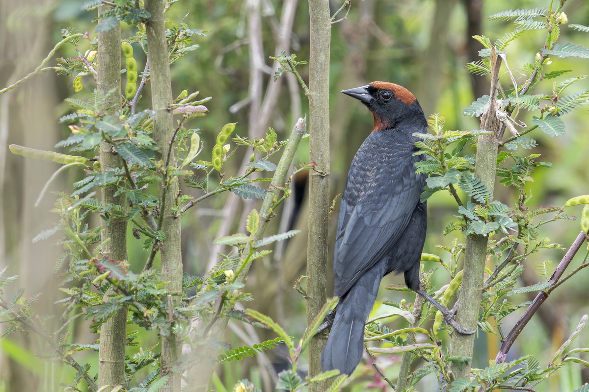 Каруг рудоголовий - ML645932273