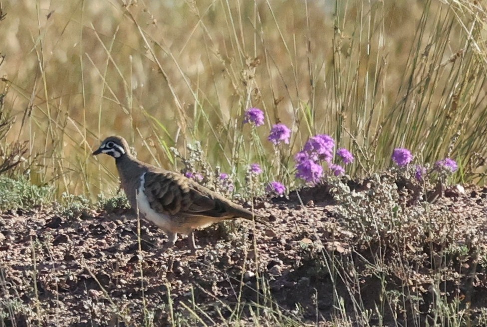 Голуб білобокий - ML645932274