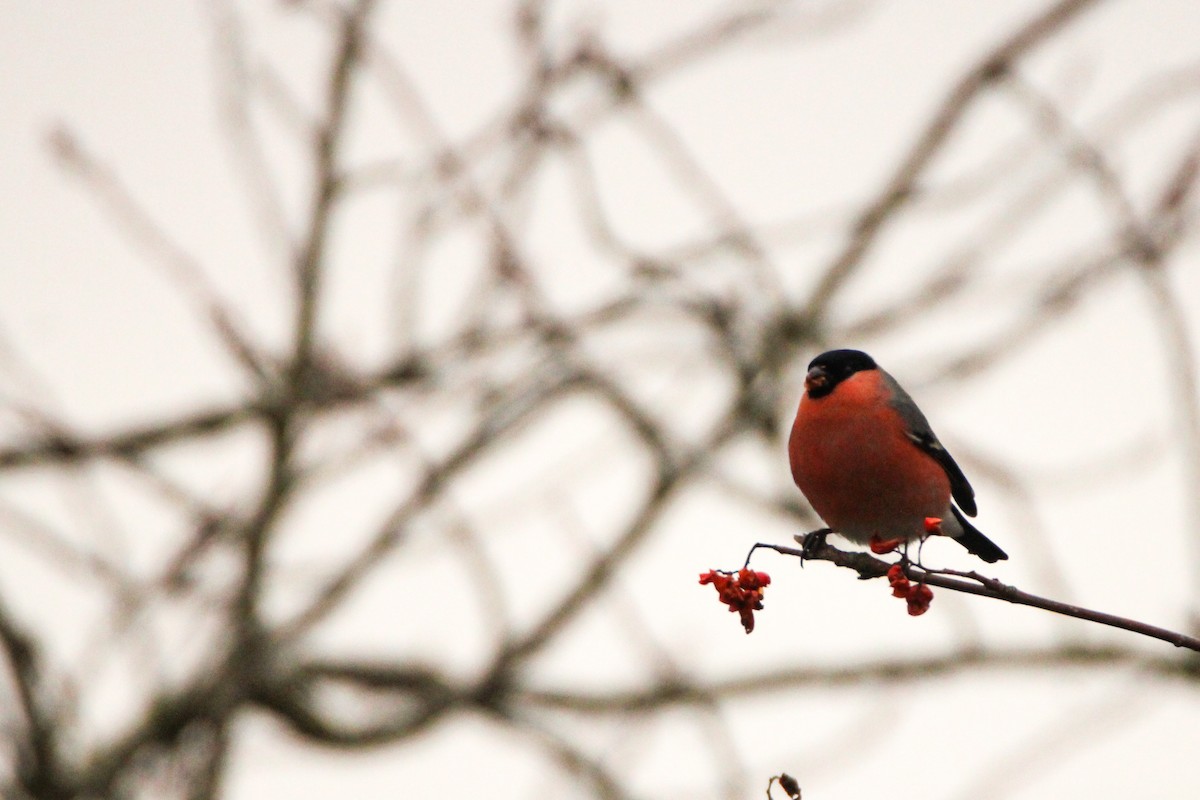 Снігур звичайний - ML645932276