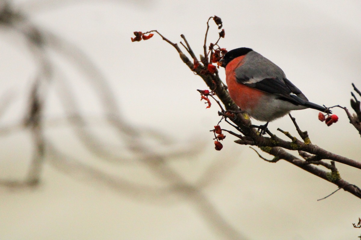 Снігур звичайний - ML645932277