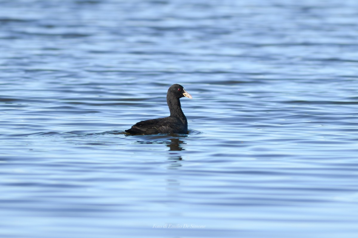 Лиска звичайна - ML645932279