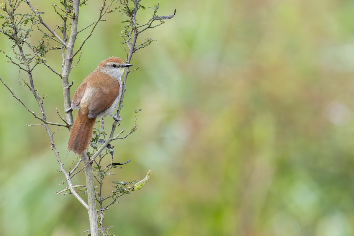 Мочарник жовтогорлий - ML645932280