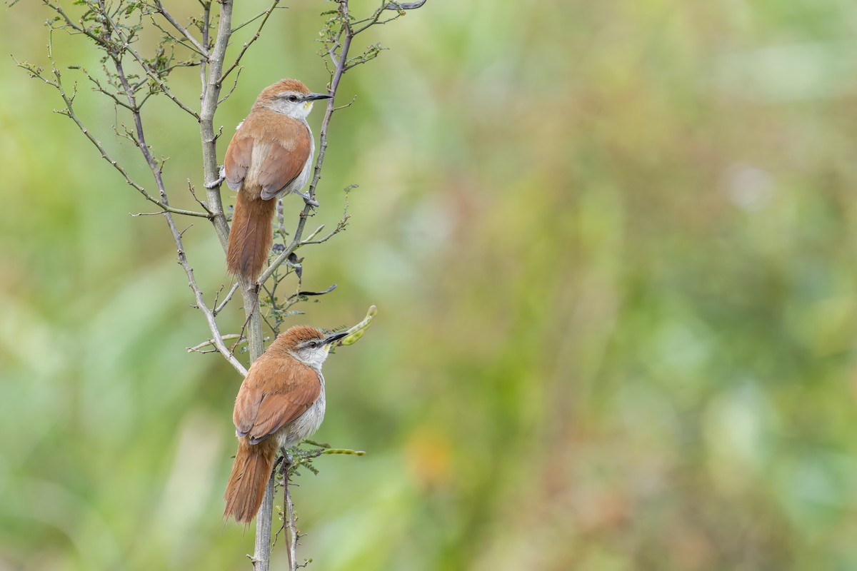 Мочарник жовтогорлий - ML645932281