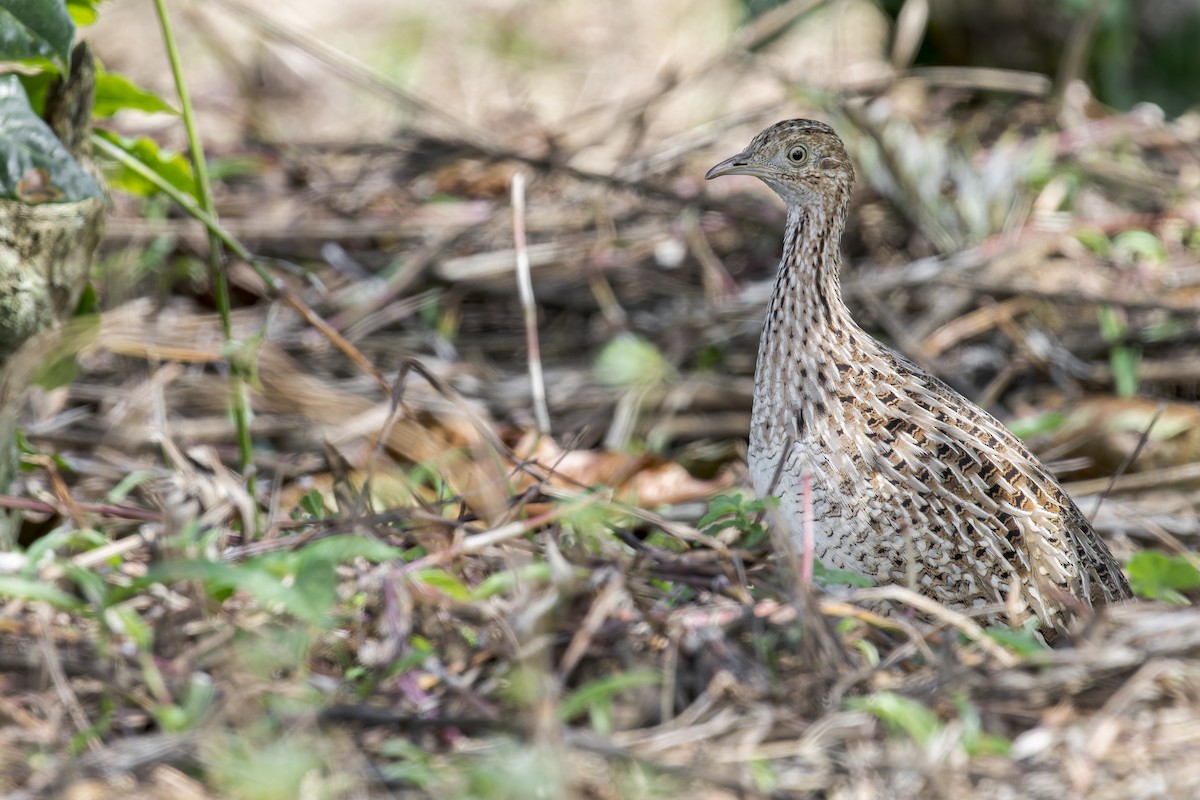 Нотура білочеревий - ML645932282