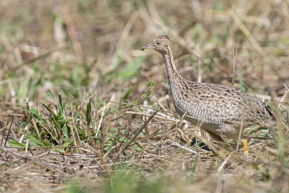 Нотура білочеревий - ML645932283