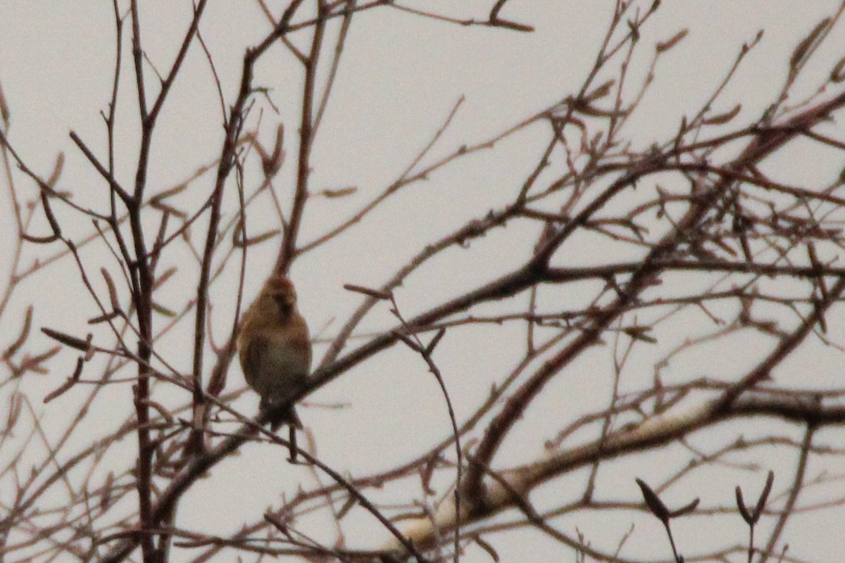 Pardillo Sizerín (alpino) - ML645932291