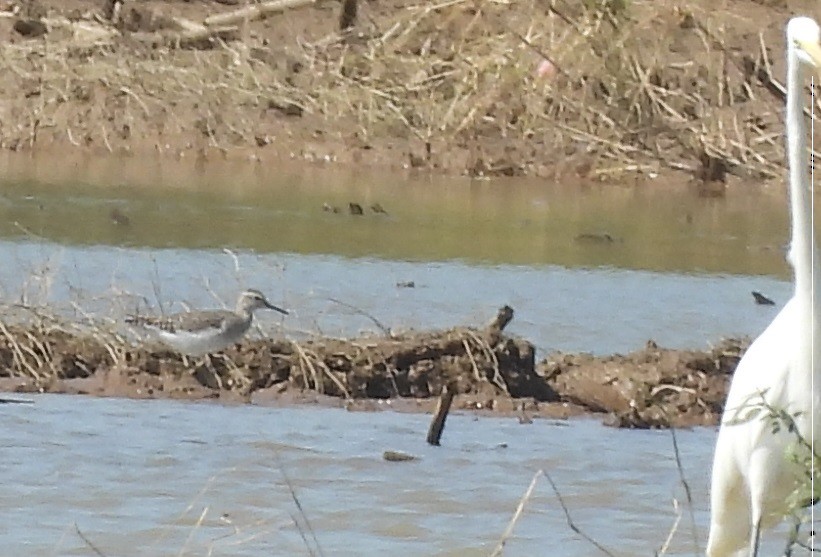 vodouš bahenní - ML645932293