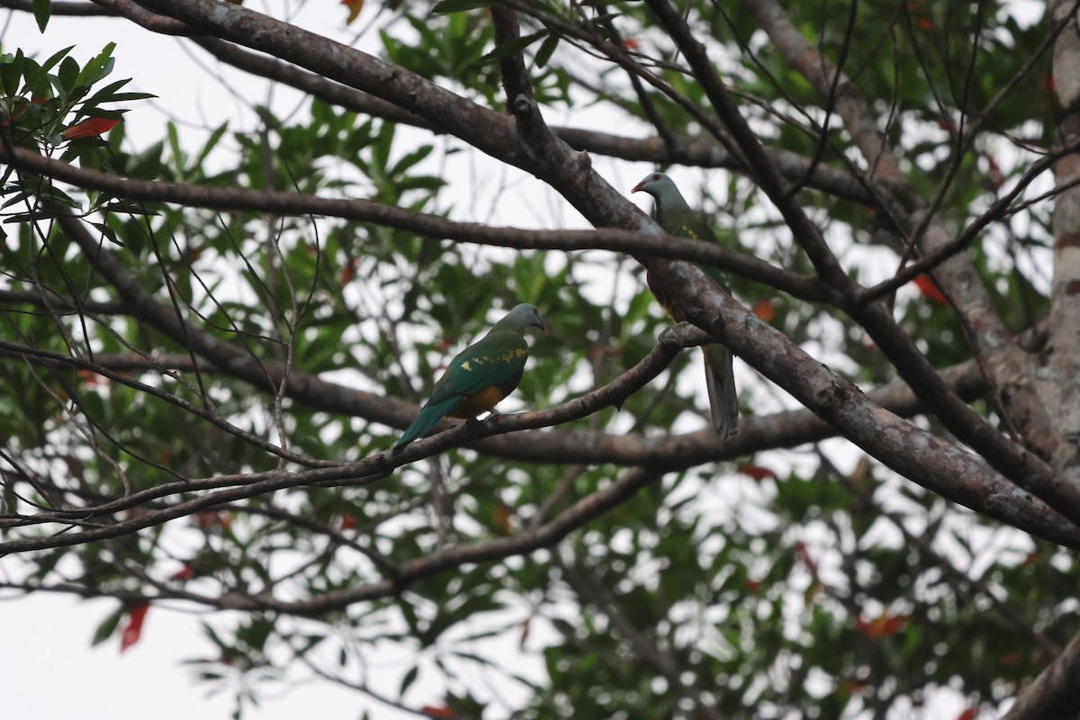 Wompoo Fruit-Dove - ML645932302