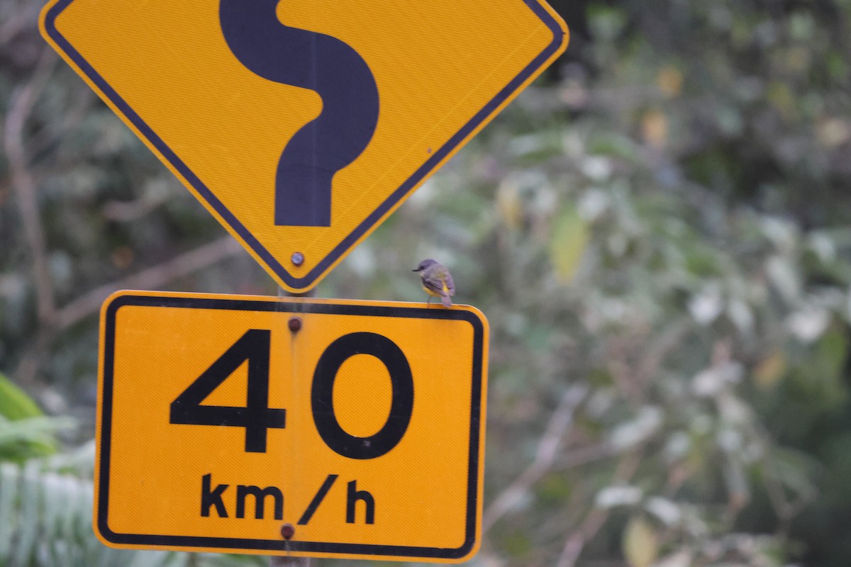 gulbrystflueskvett - ML645932304