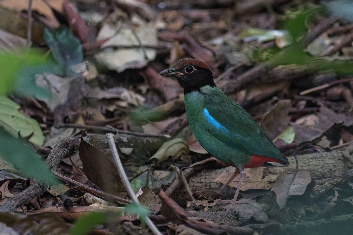 Western Hooded Pitta - ML645932305