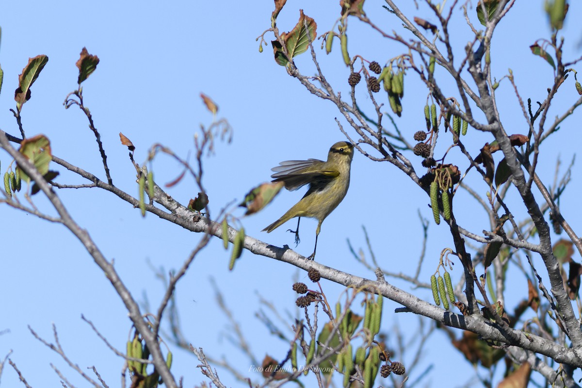 Cetti's Warbler - ML645932312