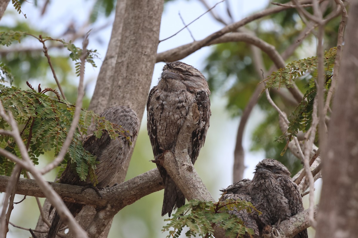 Tawny Frogmouth - ML645932319