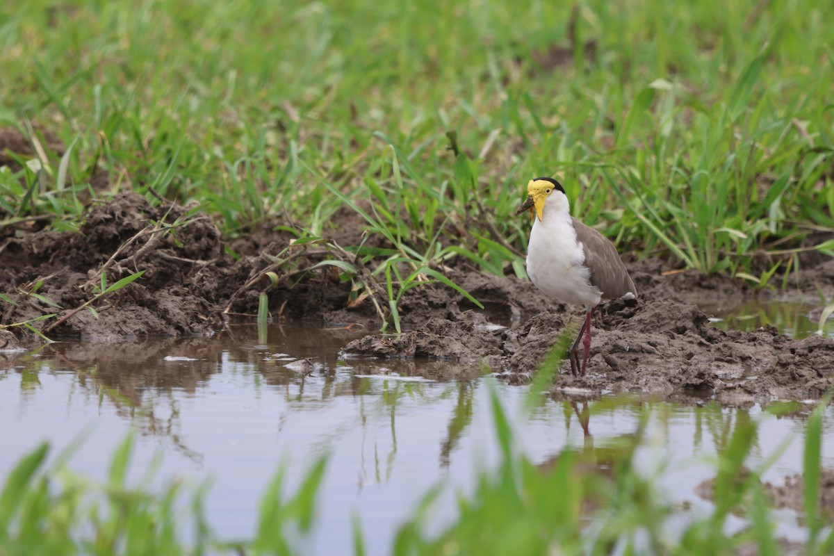 Masked Lapwing (Masked) - ML645932322