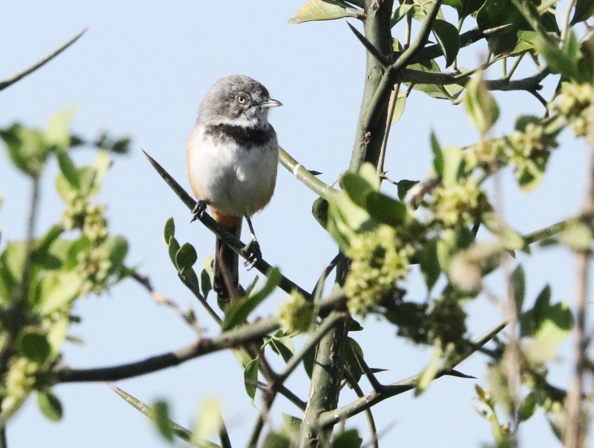 Banded Parisoma - ML645932342